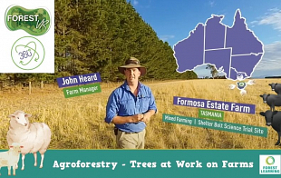 Agroforestry - Formosa Farm Estate: Tasmania Mixed Farming  | Shelter Belt Science Trial Site