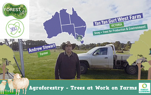 Agroforestry - Yan Yan Gurt West Farm Victoria  Sheep + Trees for Production & Environment