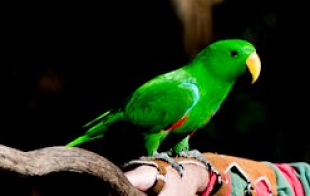 The Endangered Swift Parrot