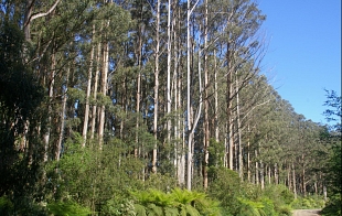 Forests and forestry in NSW