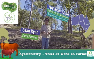 Agroforestry - The Ryan's Farm: Queensland   Silvopasture  | Trees + Cattle